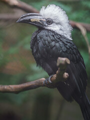 White-crested hornbill © svobodacontributor