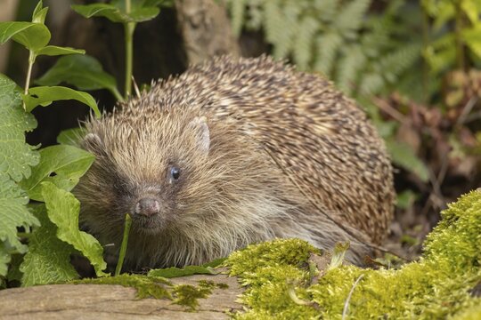 European hedgehog (Erinaceus europaeus) adult animal in a garden, England, United Kingdom