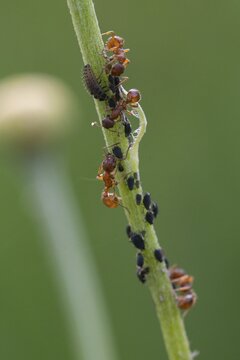 Ants, ant, European fire ant, formicidae, garden ant, hymenoptera, knot ant, Myrmica rubra, red garden ant, red-yellow knot ant, aphid, aphids, common red ant, high size, portrait format, insects, ladybug larva