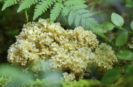 Bear skull, faisterling, fat hen, jewbeard, curly hen, curly goatbeard, giant morel, sparassis crispa, goatbeard, cauliflower fungus, fungi, fungus, mushrooms