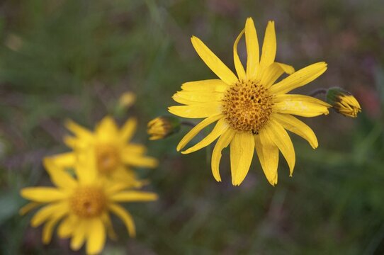 Arnica Montana, Arnica, Asteraceae, Mountain Welfare Rental, Daisy, Flora, Leopard's Bane, Mountain Arnica, Mountain Tobacco, Plants, Wolf's Bane