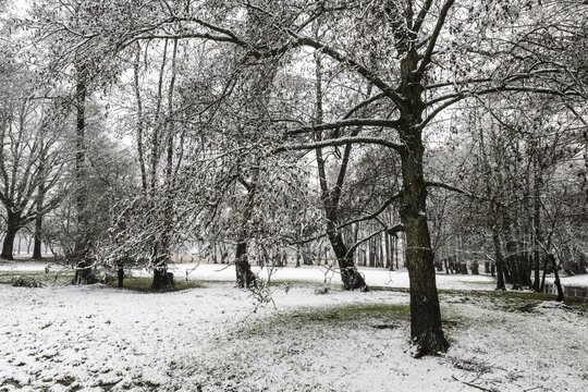 Black alder (Alnus glutinosa) in a snowy floodplain landscape, Emsland, Lower Saxony, Germany