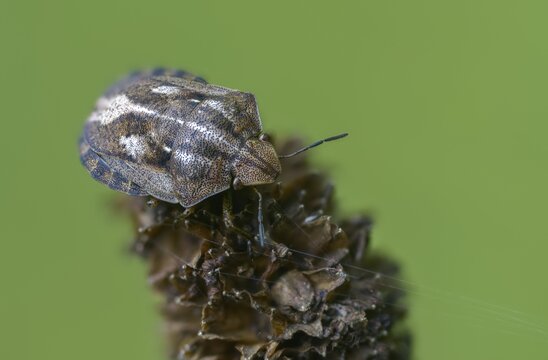 Eurygaster testudinaria, heteroptera, turtle bug, tortoise shield bug, insects, bugs