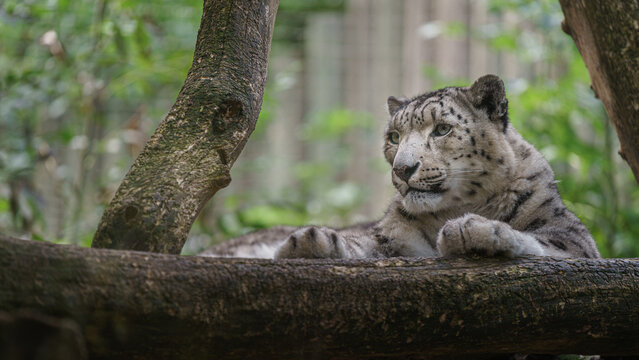 Snow leopard