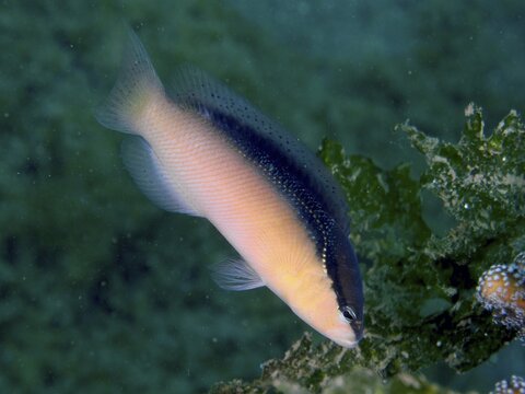 A fish with yellow and bluish colours, blackback dwarf perch (Pseudochromis perspicillatus), dwarf perch, swimming in the sea, dive site Secret Bay, Gilimanuk, Bali, Indonesia
