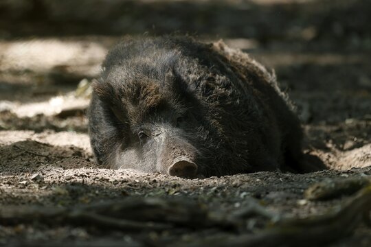 Wild boar (Sus scrofa), lying in the forest, Germany