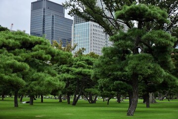 皇居外苑の松と高層ビル　自然と人工物の異質な共存 © もふいち