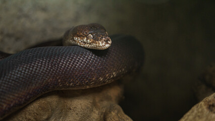 Fototapeta premium Macklot's python