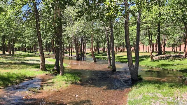 Slow motion video of a floodplain poplar forest near the river Kyzylshin in Altai.