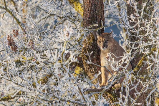 An adult female cougar (Puma concolor) sits high up in a frost-covered oak tree on a sunny, cold winter day. Captive