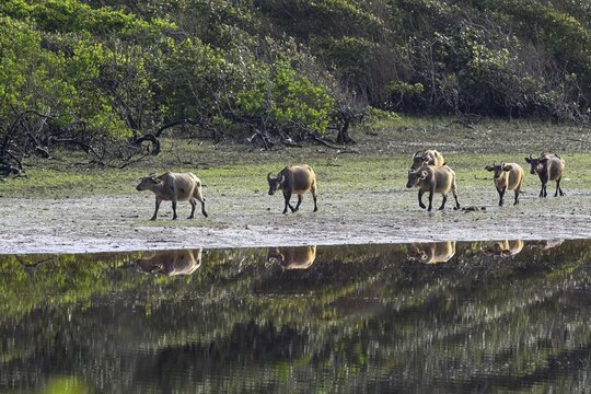Red buffalo or forest buffalo (Syncerus nanus) by a river, Loango National Park, Parc National de Loango, Ogoou&eacute;-Maritime Province, Gabon