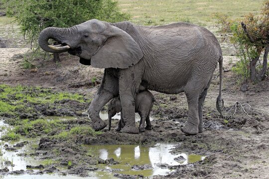 African elephants (Loxodonta africana), elephant cow with young animal at the mud hole, Sabi Sand Game Reserve, Kruger National Park, South Africa
