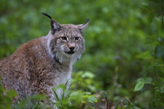 Eurasian lynx (Lynx lynx), sits in forest, Saarland, Germany
