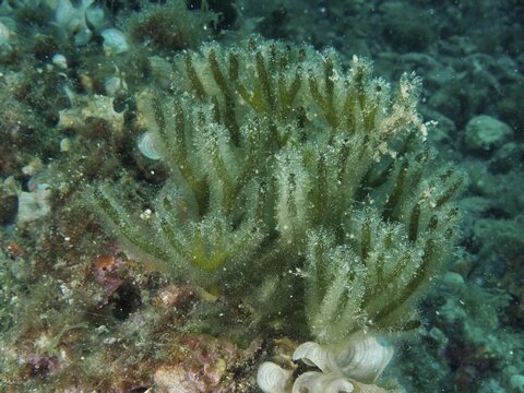 Green forkweed (Codium vermilara), a type of seaweed, grows densely clustered on the seabed. Muzil dive site, Stoja, Pula, Croatia, Mediterranean Sea