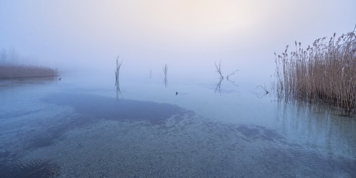 Cold evening in winter at the Geiseltalsee, bare trees and reeds protrude from the water in the fog, thin ice on the lake, M&uuml;cheln, Saxony-Anhalt, Germany