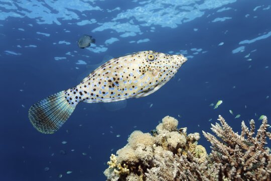 Scrawled filefish (Aluterus scriptus) swimming over coral reef, Red Sea, Aqaba, Kingdom of Jordan