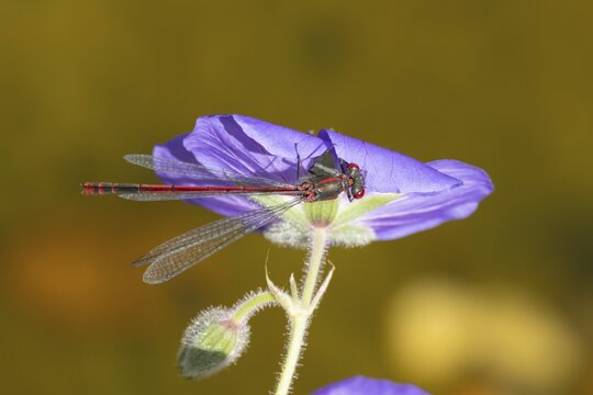Large red damselfly (Pyrrhosoma nymphula) adult insect resting on a blue garden Geranium flower, Suffolk, England, United Kingdom