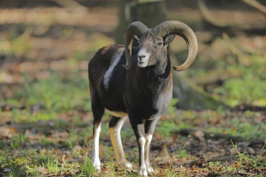 European mouflon (Ovis gmelini musimon), ram standing in the forest, Taunus, Hesse, Germany