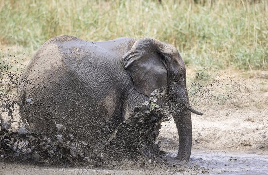 African Elephant (Loxodonta africana), so-called desert elephant, bull bathing in a water hole , Damaraland, Namibia