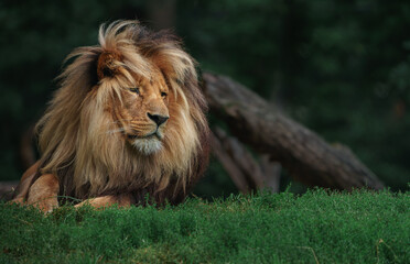 Katanga Lion © svobodacontributor