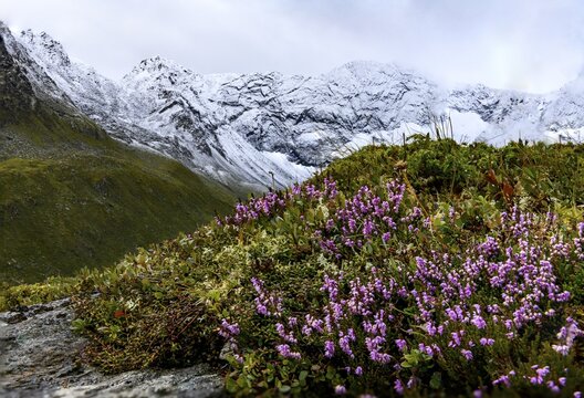 Spike heather (Erica spiculifolia), with snowy mountains in the background, Sellrain, Innsbruck, Tyrol, Austria