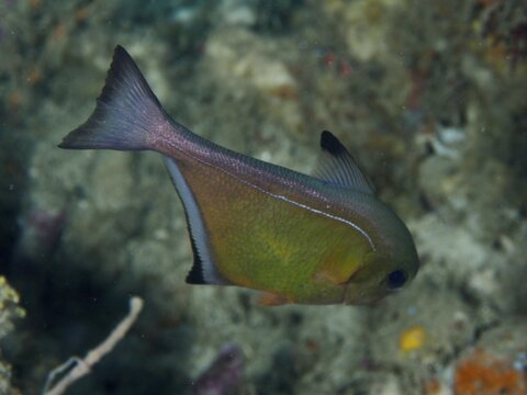 Brown-coloured fish with a distinctive caudal fin, hatchetfish (Pempheris adusta), dusky wedge-spot hatchetfish, glassfish, over the seabed, Close Encounters dive site, Permuteran, Bali, Indonesia