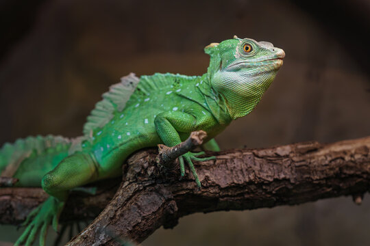 Plumed basilisk