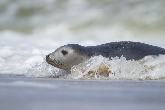Common or harbor seal (Phoca vitulina) adult in the surf of the sea, Norfolk, England, United Kingdom