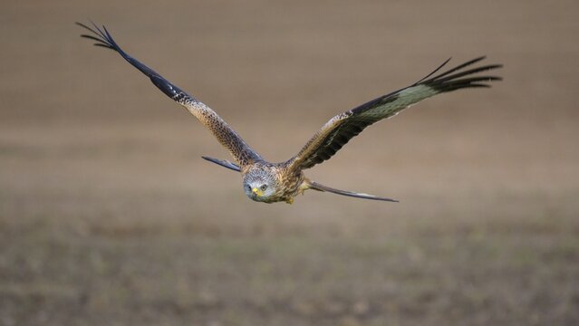 Red kite (Milvus milvus) flying over a field, Extremadura, Spain