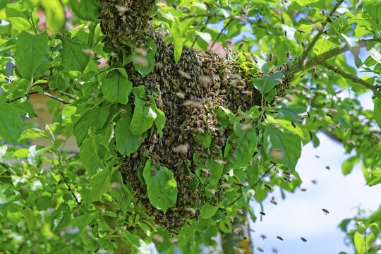 New colony of Honey Bees (Apis mellifera) on the trunk of an apple tree