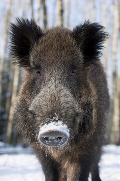 Wild boar (Sus scrofa), young tusker, captive, Saxony, Germany