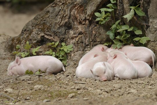 G&ouml;ttingen minipig (Sus scrofa f. domestica), piglet, North Rhine-Westphalia, Germany