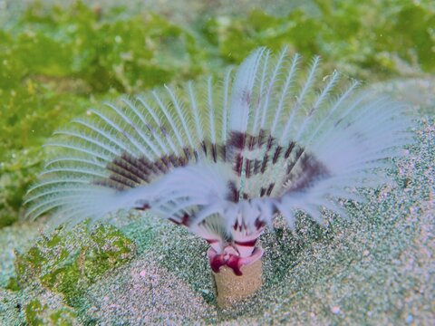 Delicate feather worm, tube worm (Sabellastarte), on a sandy substrate, surrounded by green algae, Secret Bay dive site, Gilimanuk, Bali, Indonesia
