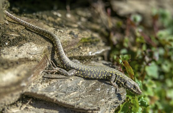 Common wall lizard, Podarcis muralis, reptiles, lizards, reptilia