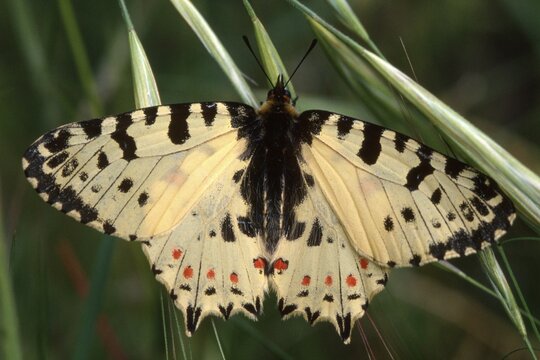 Spanish Festoon butterfly (Zerynthia rumina)