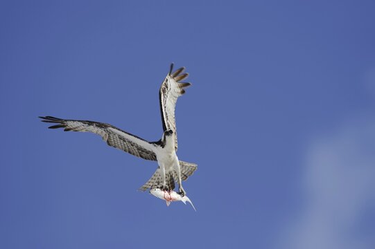 Western osprey (Pandion haliaetus) flying with preyed fish, Everglades National Park, Florida, USA