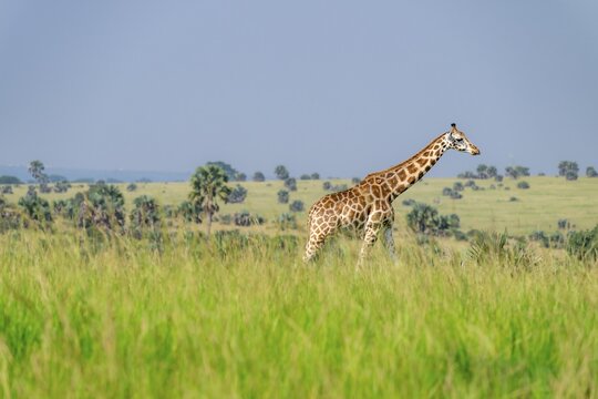 Rothschild's giraffes (Giraffa camelopardalis rothschildi) in green grass, Murchison Falls National Park, Uganda