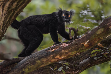 Fototapeta premium Black lemur