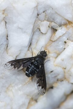 Anthrax anthrax, black bee fly, bombyliidae, common grief swan, woolswear spec.1, Diptera, high size, portrait format, insects, two-winged birds