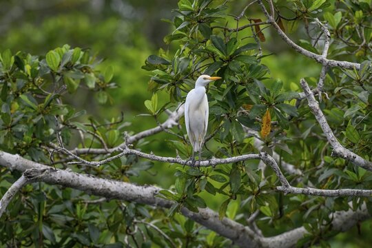 Cattle egret (Bubulcus ibis), Loango National Park, Parc National de Loango, Ogoou&eacute;-Maritime Province, Gabon