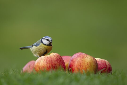 Blue tit (Cyanistes Caeruleus), adult bird on apples on a garden lawn, Norfolk, England, United Kingdom