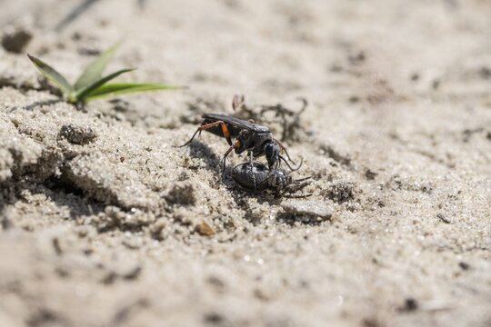 Episyron rufipes with prey, Emsland, Lower Saxony, Germany