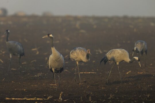 Cranes stand in a quiet brown field at dawn, Crane (Grus grus) wildlife, Western Pomerania Lagoon Area National Park, Zingst, Mecklenburg-Western Pomerania, Germany