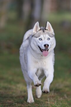 Siberian husky (Canis lupus familiaris), adult, female, running, sled dog, Rhineland-Palatinate, Germany