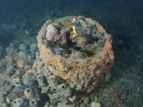 A small group of fish explores a tower on a shipwreck, Baron Gautsch wreck dive site, Pula, Croatia, Mediterranean