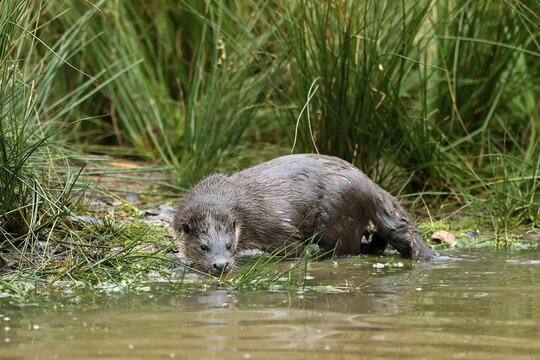 Young european otter (Lutra lutra), at a pond, captive