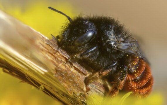 Apidae, bees, hymenoptera, mason bee, osmia bicornis, osmia rufa, red mason bee, insects