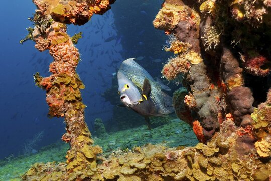 French Angelfish (Pomacanthus paru) swimming around shipwreck, Caribbean Sea near Playa St. Lucia, Camag&uuml;ey Province, Caribbean, Cuba