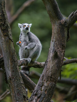 Ring tailed lemur