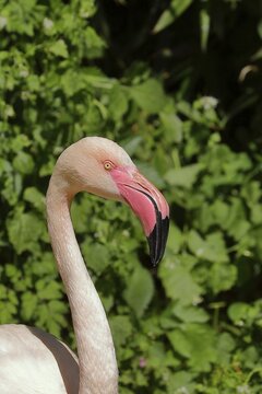Pink flamingo (Phoenicopterus ruber), captive, Uckersdorf Zoo, Hesse, Germany